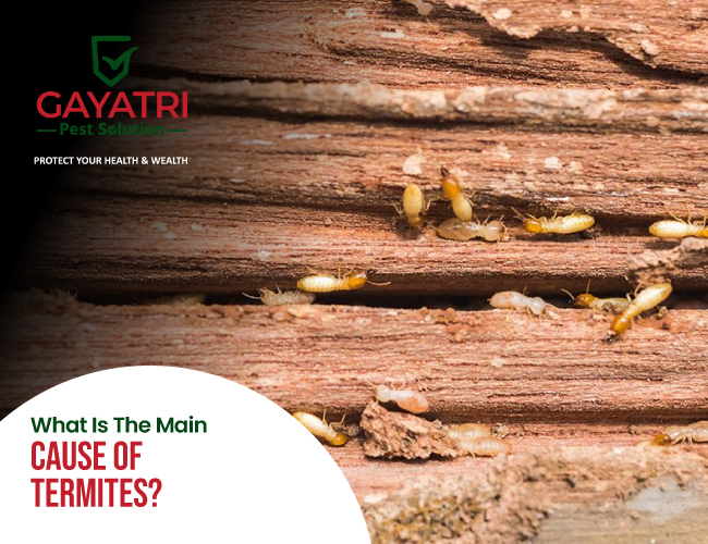 Cause of Termites