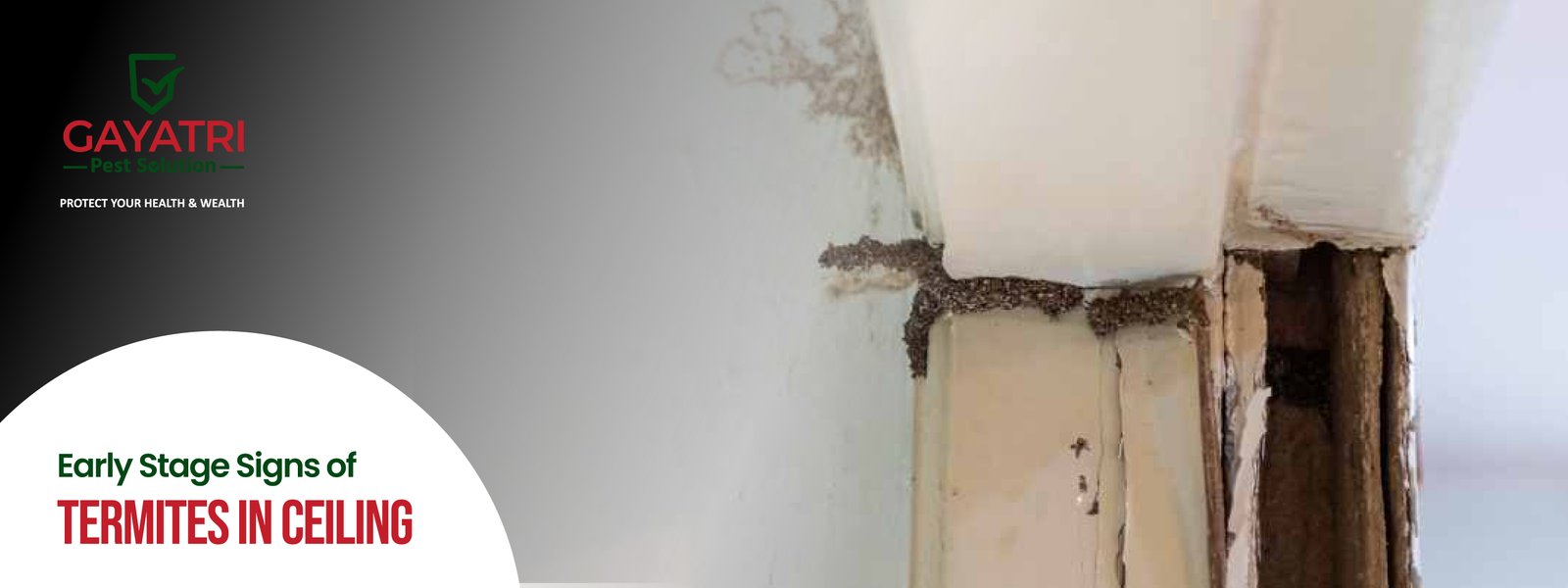 Early Stage Signs of Termites in Ceiling
