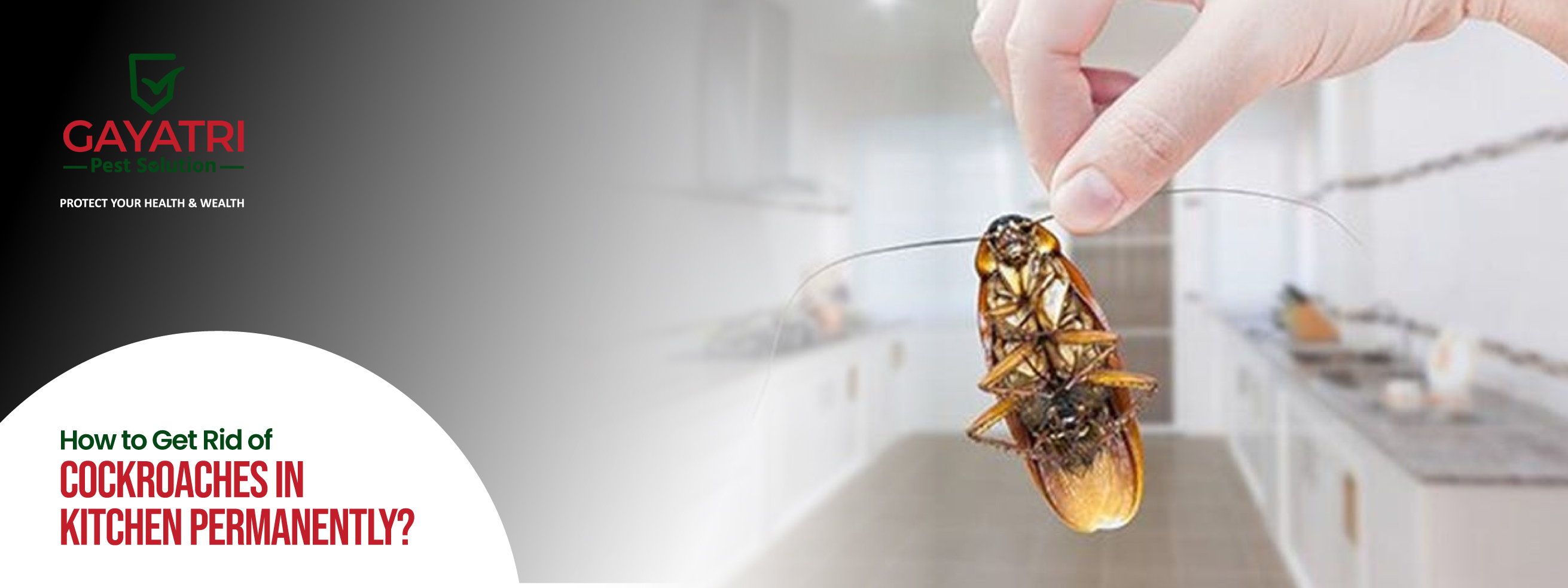 How to Get Rid of Cockroaches