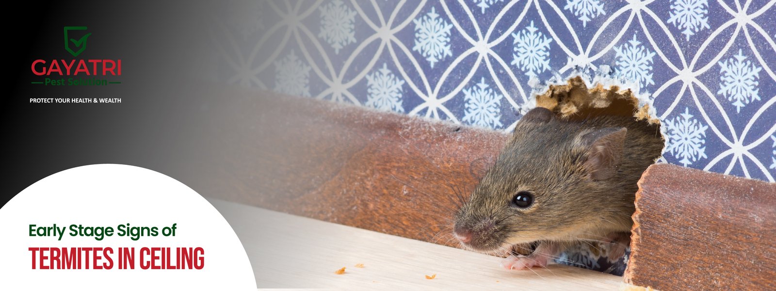 how to get rid of rats at home