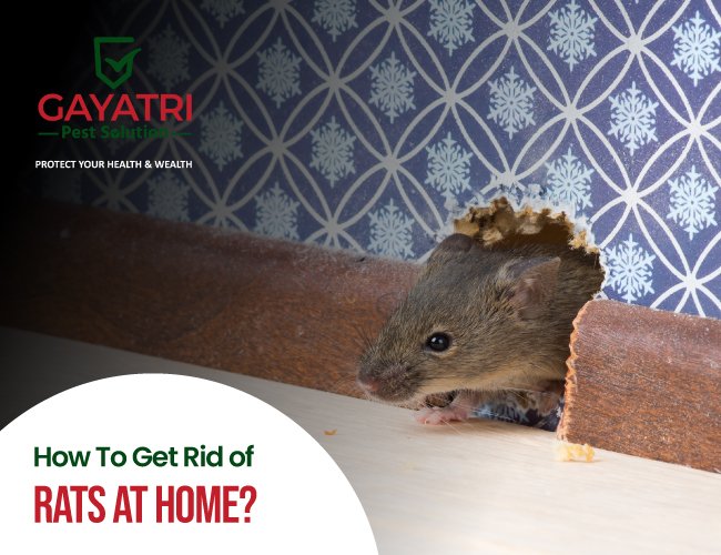 How to Get Rid of Rats at Home
