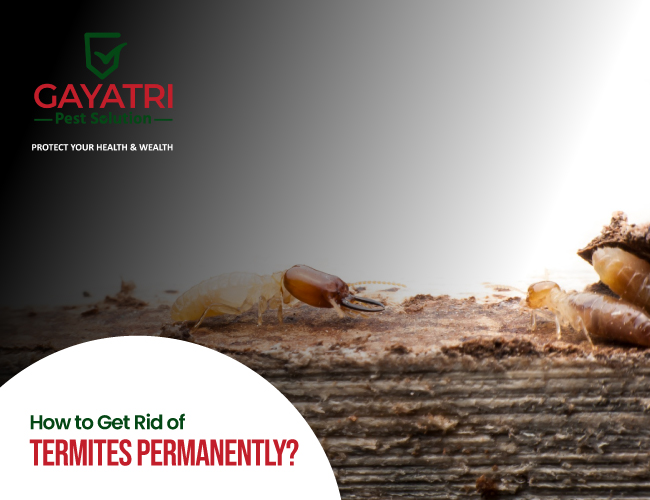 How to Get Rid of Termites Permanently