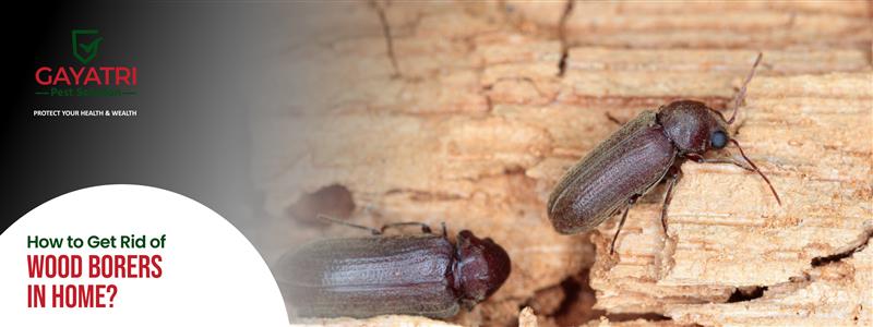 How to Get Rid of Wood Borers in the Home?