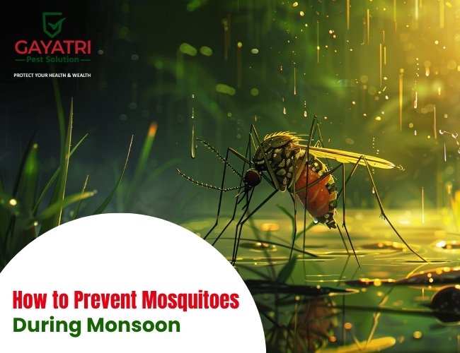 How to Prevent Mosquitoes During Monsoon