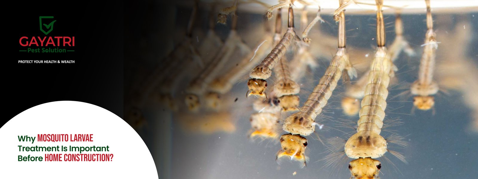 Mosquito Larvae Treatment