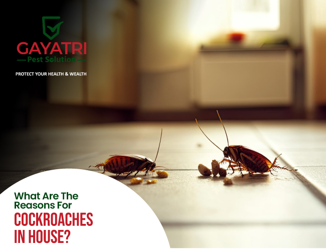 Reasons For Cockroaches in the House