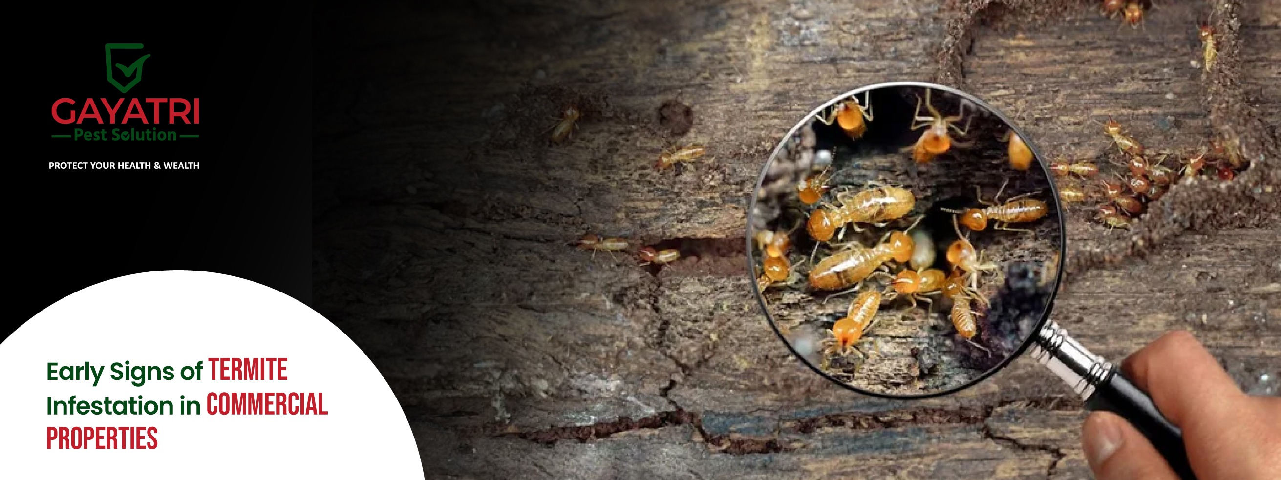 Signs of Termite Infestation