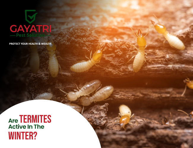 Termites Active in the Winter