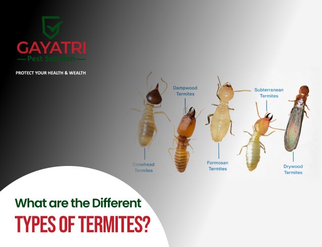 Types of Termites