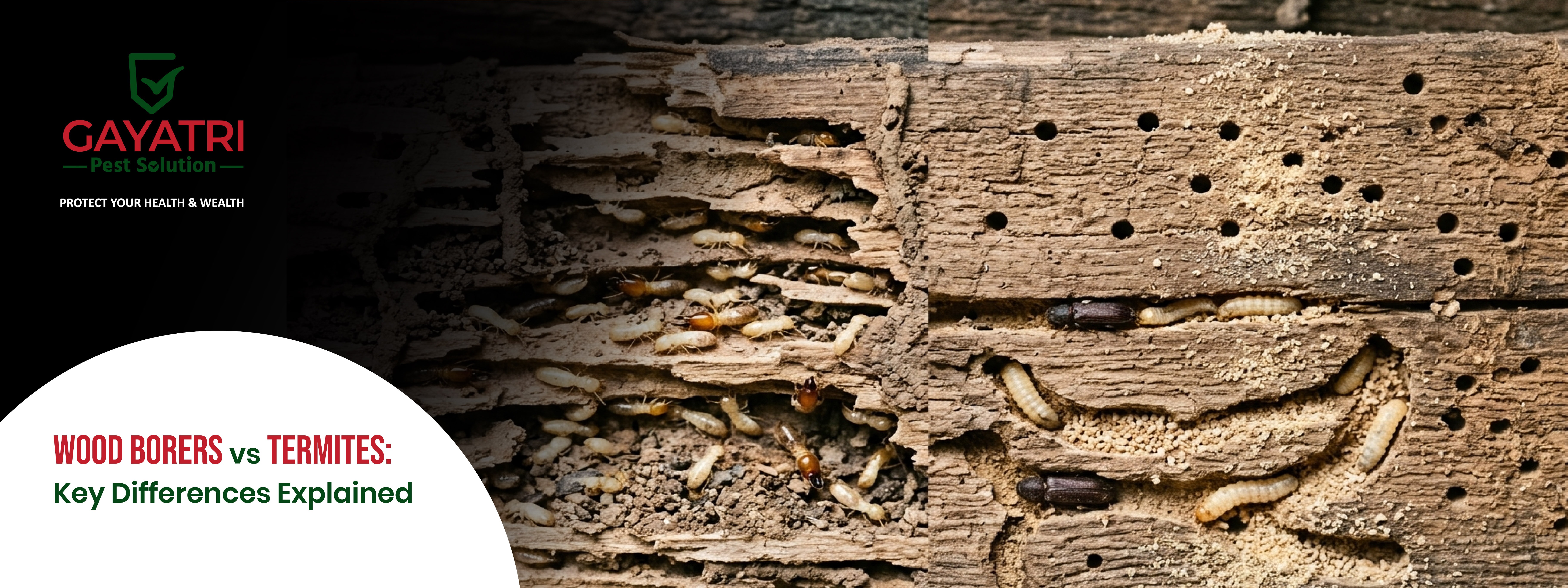 Wood Borers vs Termites