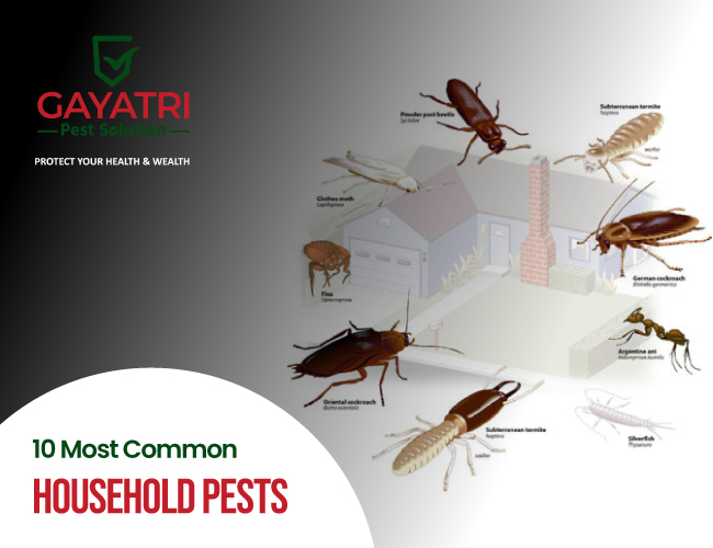 Household Pests