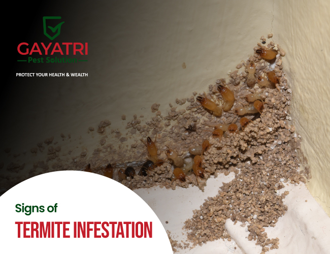 Termite Infestation